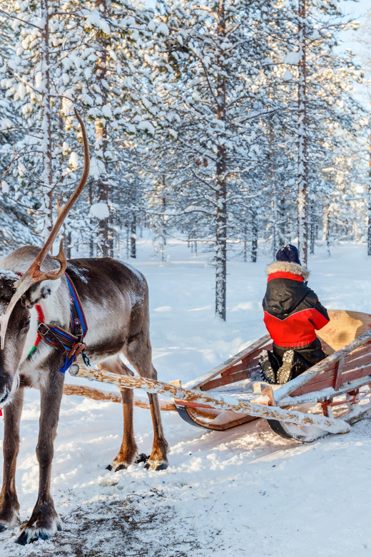 Levi: Reindeer Sleigh Ride Tour in Snowy Forest - Final Thoughts
