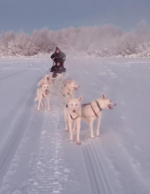 Levi: Self-Drive 2 KM Husky Sledding Experience - An Engaging Introduction to Lapland’s Husky Tradition  