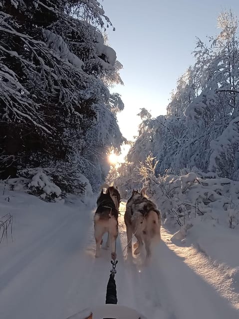 Levi: Self-Drive 2 KM Husky Sledding Experience - The Itinerary in Detail: What to Expect  
