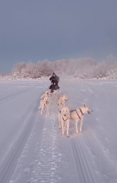 Levi: Self-Drive 2 KM Husky Sledding Experience - Understanding the Logistics and Practicalities  