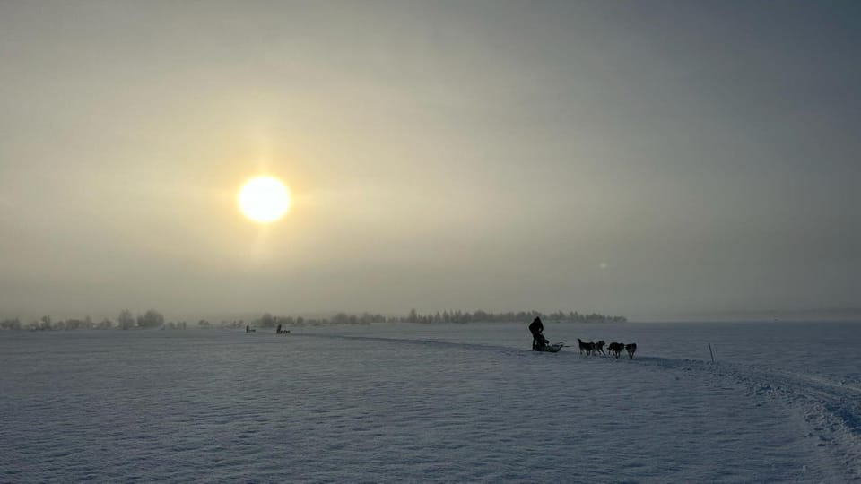 Levi: Self-Drive 5 KM Husky Sledding Experience - What to Expect on the Tour