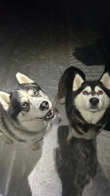 Levi: Self-Drive 5 KM Husky Sledding Experience - The Value of the Experience