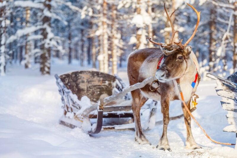 Levi: Traditional Reindeer Farm Visit & Sled Ride - Key Points