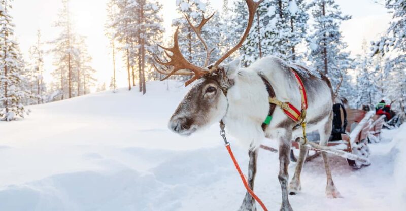 Levi: Traditional Reindeer Farm Visit & Sled Ride - What to Expect on the Farm