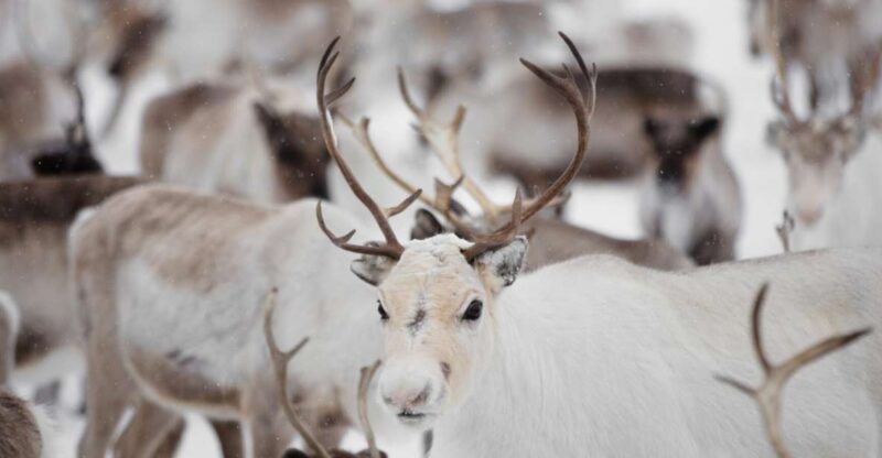 Levi: Traditional Reindeer Husbandry Experience - Preparing for Your Adventure