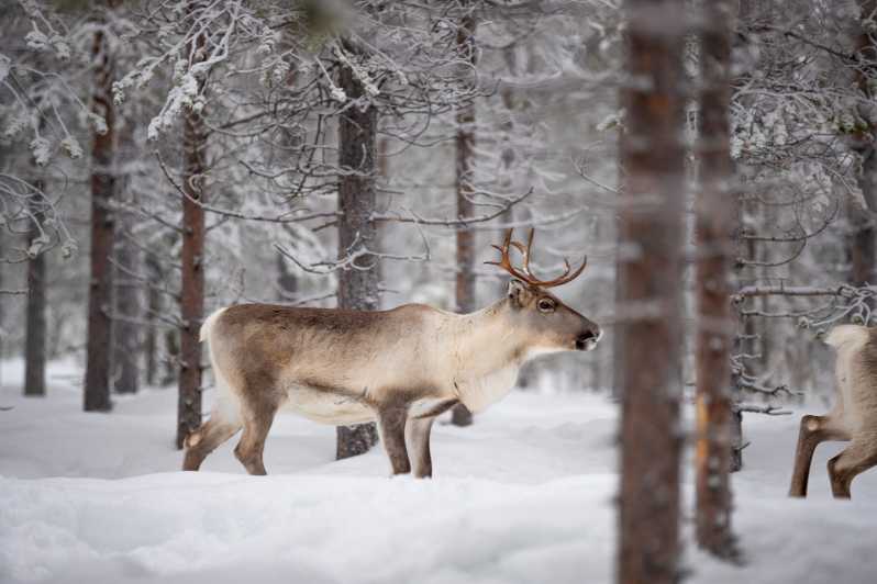 Levi: Winter Highlights Family Day - The Real Experience: What Travelers Say