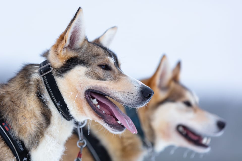Levi: Winter Highlights Family Day - Is it Worth It?