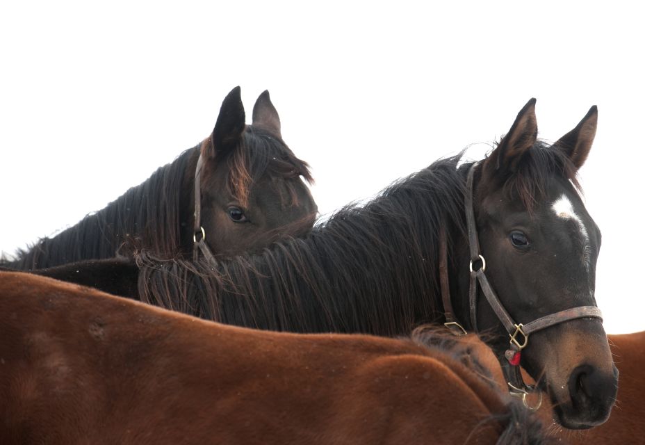 Lexington: Horse Farm Tour and Keeneland Race Track Visit - Thoroughbred Horse Farm Tour Highlights