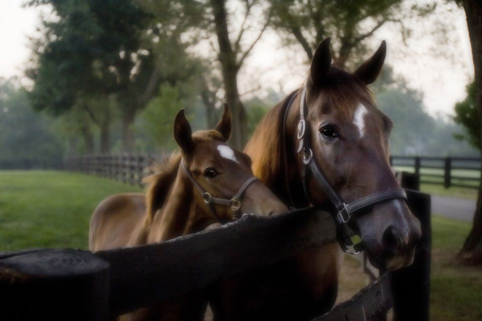 Lexington: Horse Farm Tour and Keeneland Race Track Visit - Training and Breeding at the Farms
