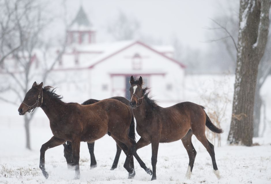 Lexington: Horse Farm Tour and Keeneland Race Track Visit - Tour Schedule and Important Information