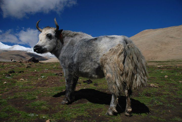Lhasa-Mt. Everest North Base Camp 10-Day Jeep Tour - Drive to Kyirong