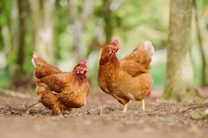 Liamuiga Natural Farm Tour - St.Kitts' Coffee Farm - Discovering the Heart of St. Kitts: An In-Depth Look at the Liamuiga Natural Farm Tour