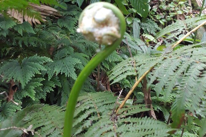 Liamuiga Volcano, Conquer the Crater - FAQ