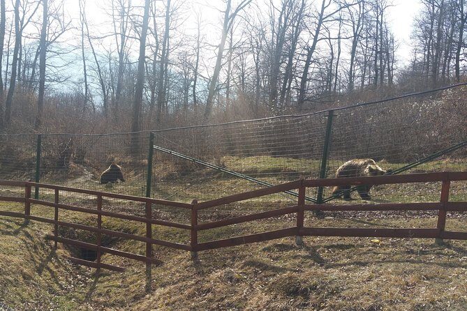 LiBearty Bear Sanctuary Zarnesti Small-Group Trip from Brasov - An In-Depth Look at the Tour Experience