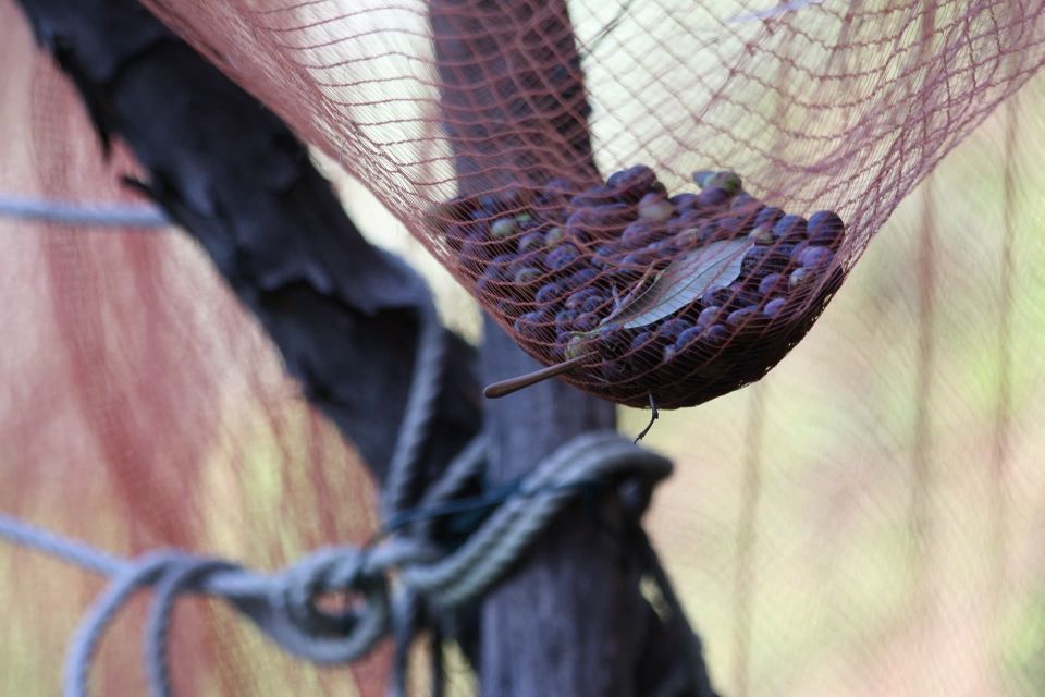 Lievanto Wine Experience: Tour & Tasting in Levanto Valley - Discovering History and Nature of the Land
