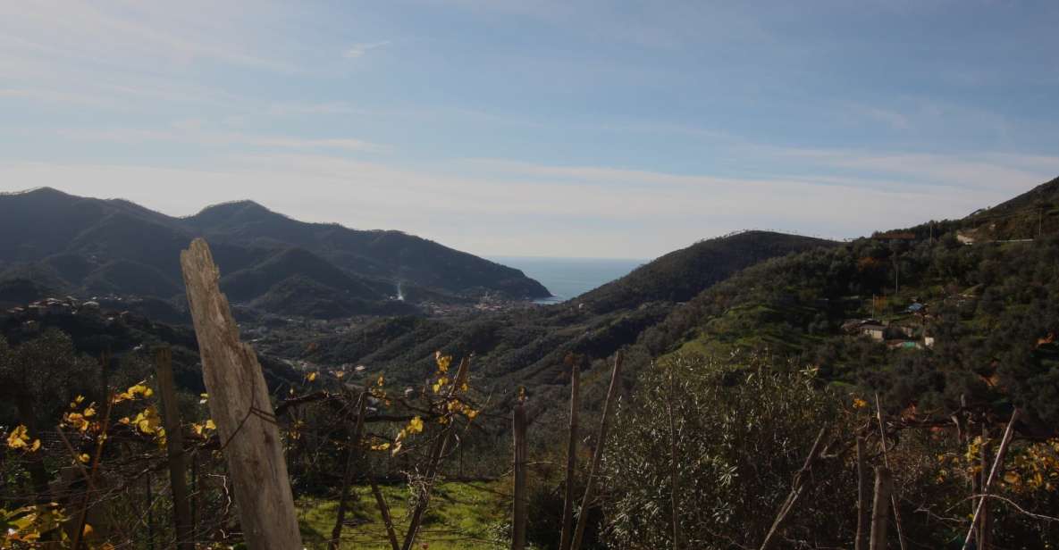 Lievanto Wine Experience: Tour & Tasting in Levanto Valley - Tasting Wine and Local Food