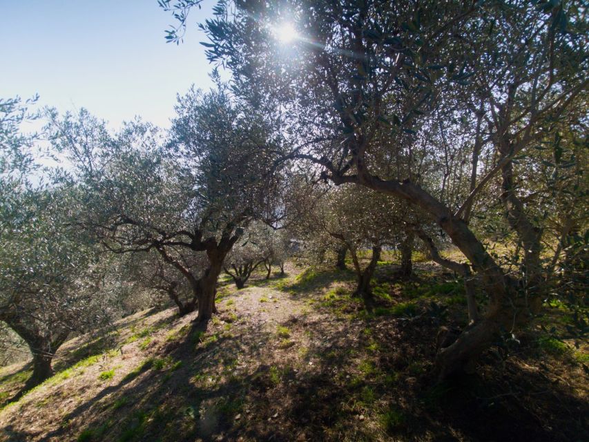 Lievanto Wine Experience: Tour & Tasting in Levanto Valley - Hiking to the Top of Monte Delle Streghe