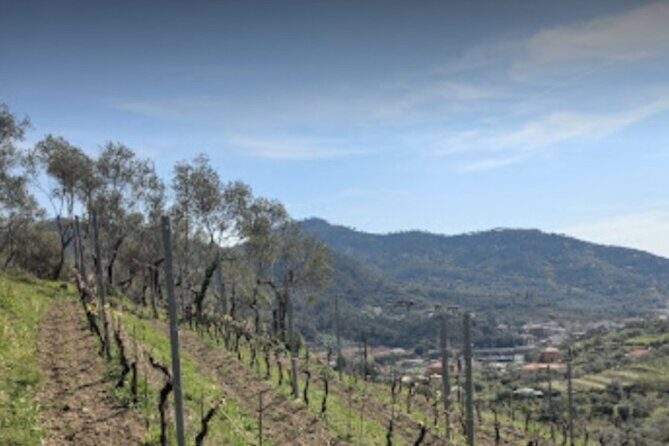 Lievàntu Wine Experience - Discovering Levanto and Its Surroundings