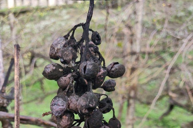 Lifestyle of The Ancient Rich: Domus & Villa in Pompeii, Oplontis and Boscoreale - FAQ