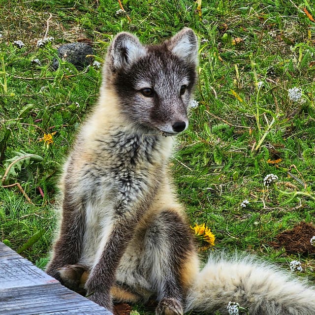 Lightweighted walk through wild Arctic Nature - The Itinerary: What to Expect During the Tour
