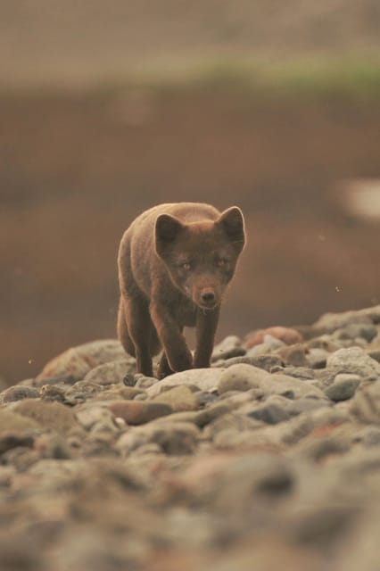 Lightweighted walk through wild Arctic Nature - Detailed Breakdown of the Experience