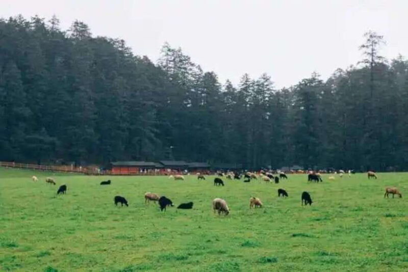 Lijiang: Jade Dragon Snow Mountain with Scenic Train Tour - Who This Tour Is Best For