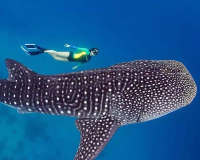 Lila Bohol: Swimming & Whale Shark Watching - Pickup and Transport