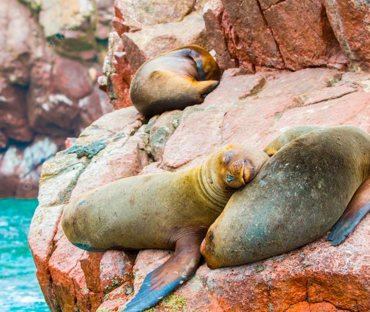 Lima: 2-Day Tour to Paracas, Pisco Vineyards, and Huacachina - Customer Reviews