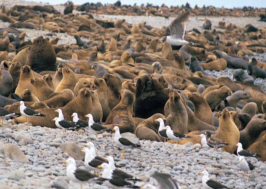 Lima: Ballestas Islands, Winery and Nazca Lines Private Tour - Key Points