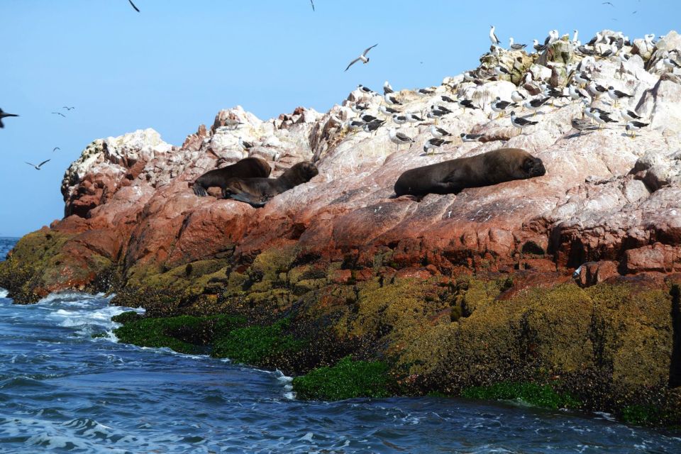 Lima: Ballestas Islands, Winery and Nazca Lines Private Tour - Frequently Asked Questions