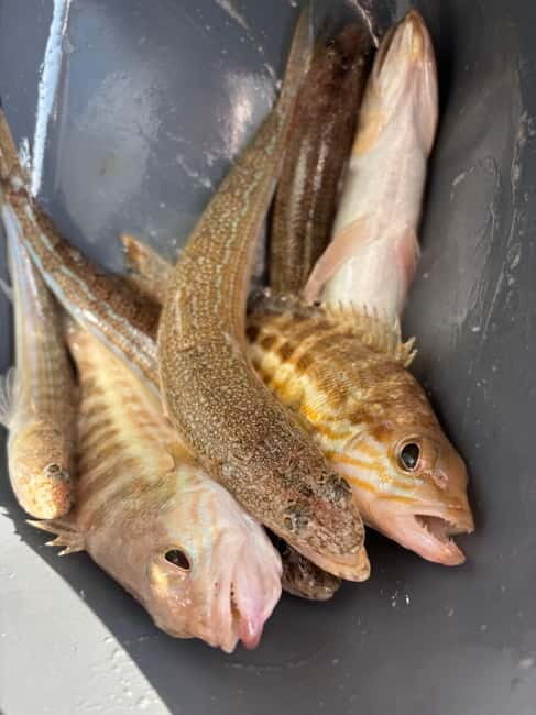 Limassol: Swimming trip with trolling or bottom fishing - FAQs