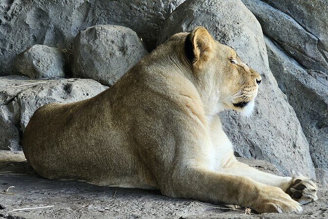 Lincoln Park Nature Museum and Zoo Public Walking Tour - Authentic Traveler Insights