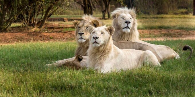 Lion and Safari Park: Open Vehicle Game Drive - Unparalleled Customer Satisfaction