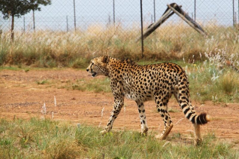 Lion Park Tour in Open Safari Vehicle - Activity Highlights