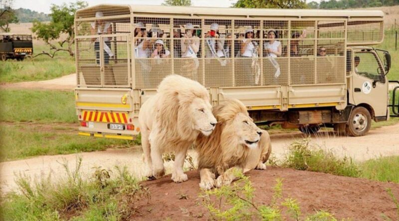 Lion Park Tour in Open Safari Vehicle - Inclusions and Exclusions