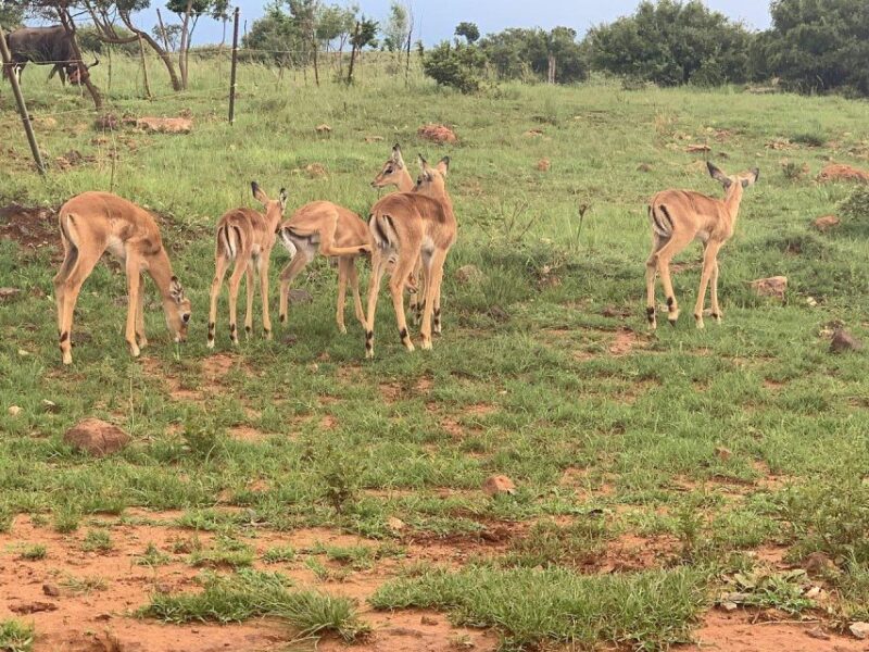 Lion Park Tour in Open Safari Vehicle - Customer Reviews