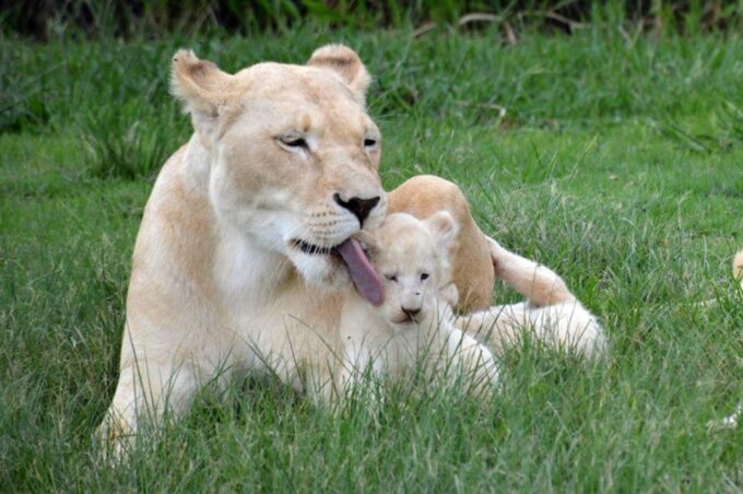 Lion Park Tour in Open Safari Vehicle - Wildlife Sightings