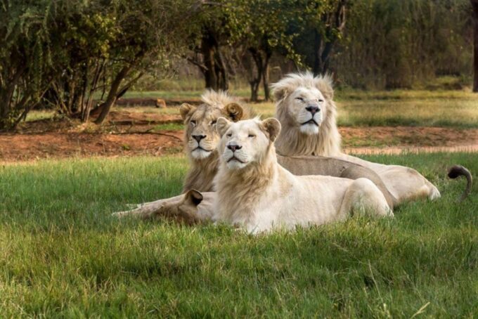 Lion Park Tour in Open Safari Vehicle - Frequently Asked Questions