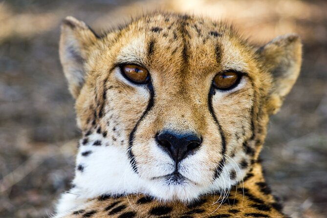 Lion & Safari Park - Private Tour Experiences