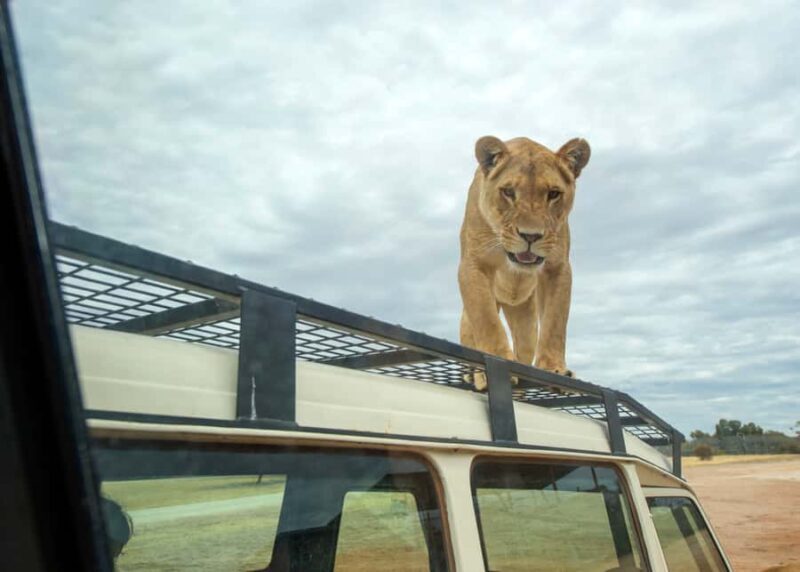 Lions 360 Experience and a Day at Monarto Safari Park - Introduction: An Adventure for Wildlife Lovers