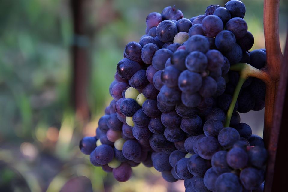 Lipari: Winery Guided Tour and Wine Tasting - Highlights of the Experience