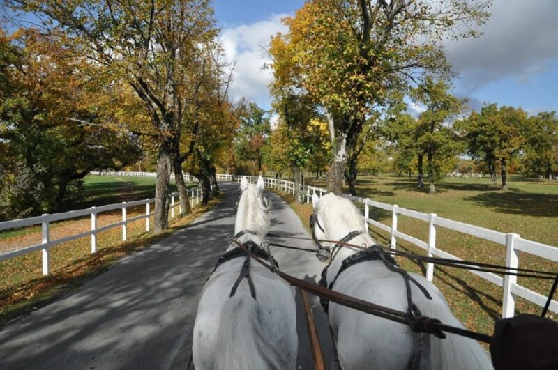 Lipica Stud Farm and ŠKocjan Caves From Trieste - Tour Inclusions