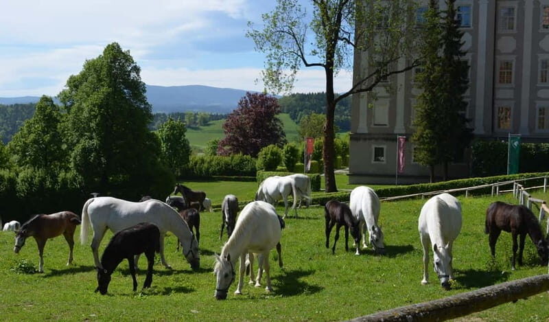 Lipizzaner Stud Piber: Guided Tour - Key Points
