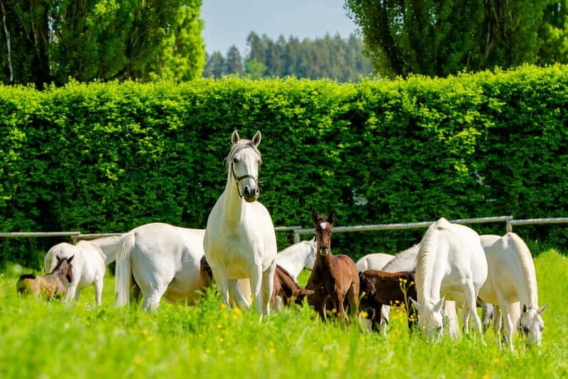 Lipizzaner Stud Piber: Guided Tour - An In-Depth Look at the Piber Stud Farm Guided Tour