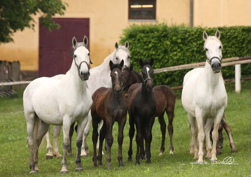 Lipizzaner Stud Piber: Independent Visit - Final Thoughts