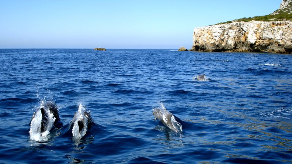 Lisbon: Arrábida Natural Park Dolphin Watching Boat Tour - Highlights of the Experience