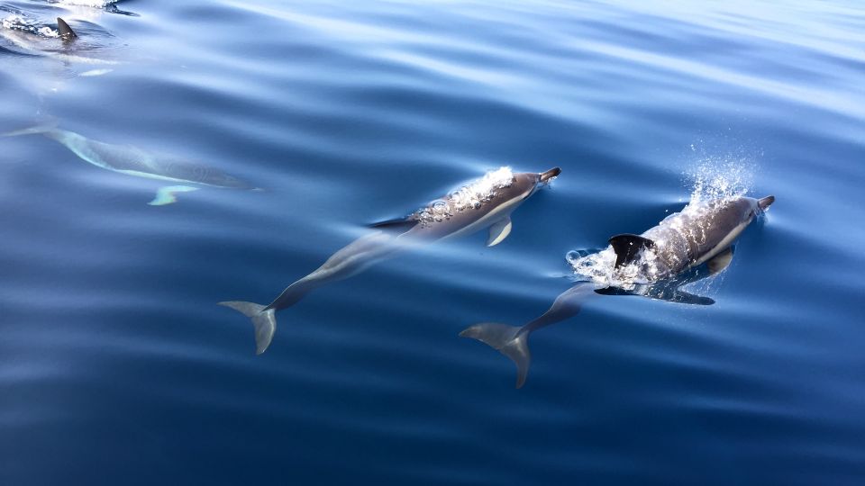 Lisbon: Arrábida Natural Park Dolphin Watching Boat Tour - Meeting Points and Pickup