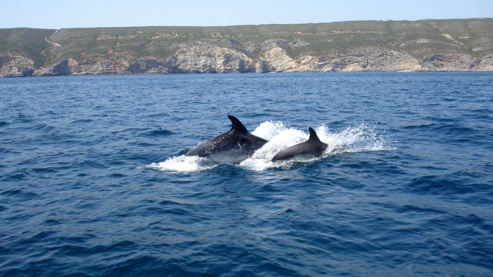Lisbon: Arrábida Natural Park Dolphin Watching Boat Tour - Important Gear and Recommendations