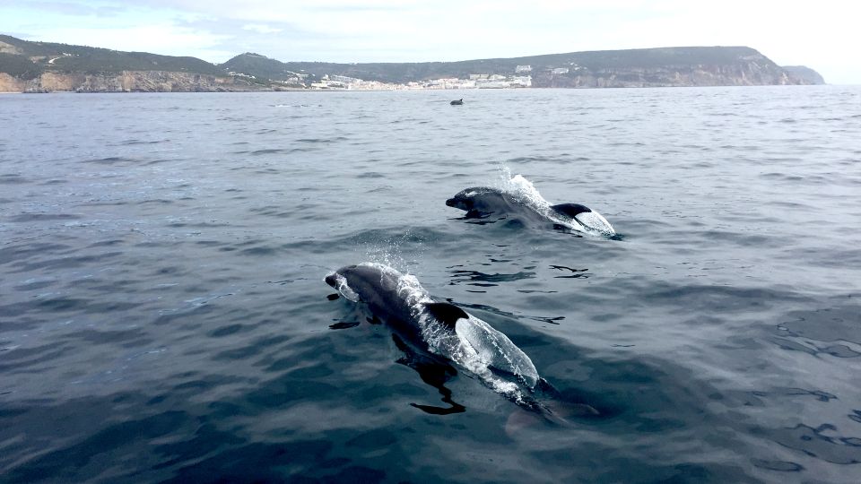Lisbon: Arrábida Natural Park Dolphin Watching Boat Tour - Duration and Tour Schedule