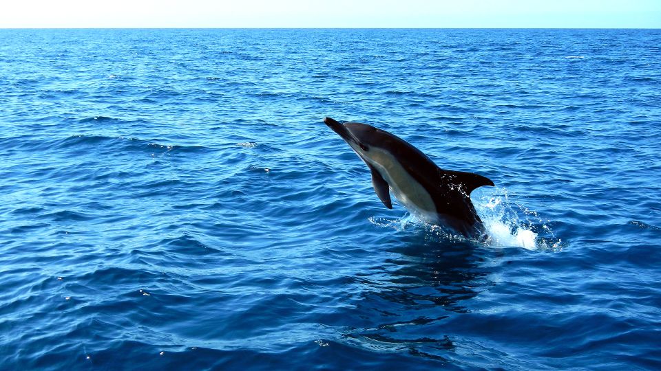 Lisbon: Arrábida Natural Park Dolphin Watching Boat Tour - Booking and Reservations